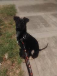 Reunited Female Dog last seen Colleen Dr, San Jose, CA 95123, USA, San Jose, CA 95123