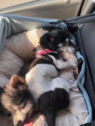 Lost Female Dog last seen Briarcrest & Brighton, Bryan, TX 77802