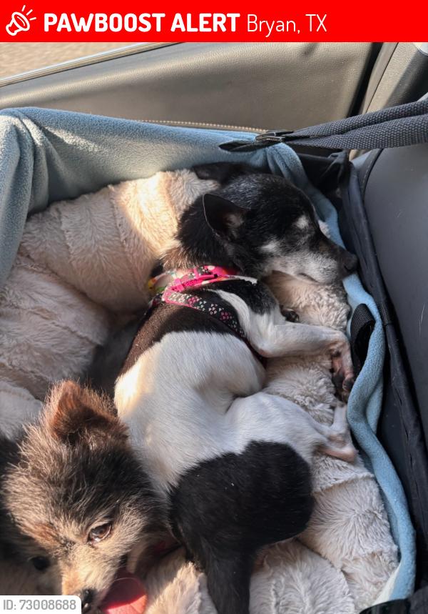 Lost Female Dog last seen Briarcrest & Brighton, Bryan, TX 77802