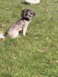 Reunited Female Dog last seen South Euclid, OH, USA, South Euclid, OH 44124