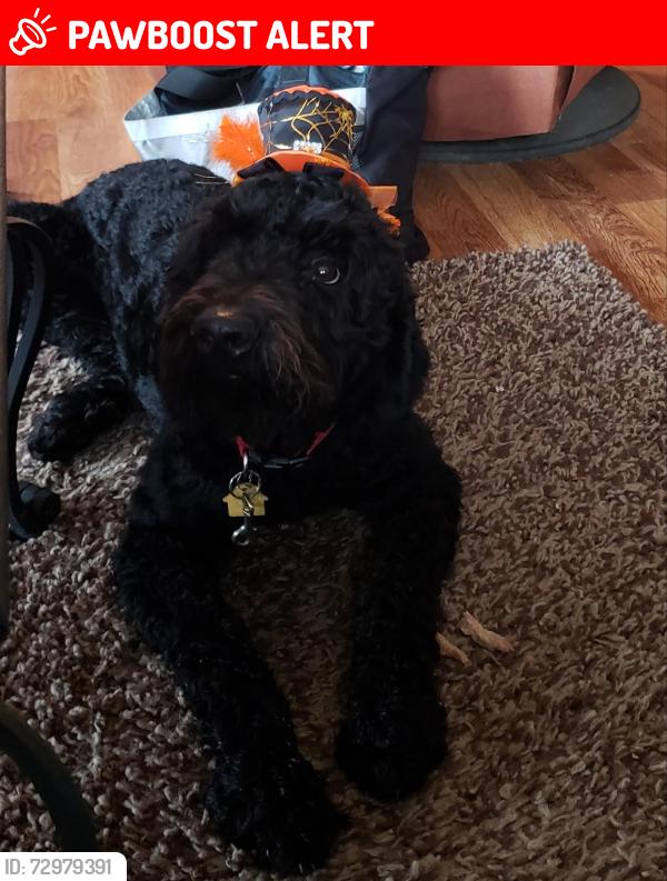 Lost Male Dog last seen Kent Road and US hwy 20 West, Lena Illinois, Jo Daviess County, IL 61036