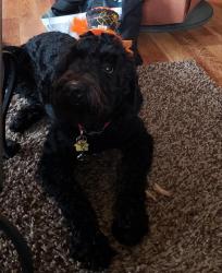 Lost Male Dog last seen Kent Road and US hwy 20 West, Lena Illinois, Jo Daviess County, IL 61036