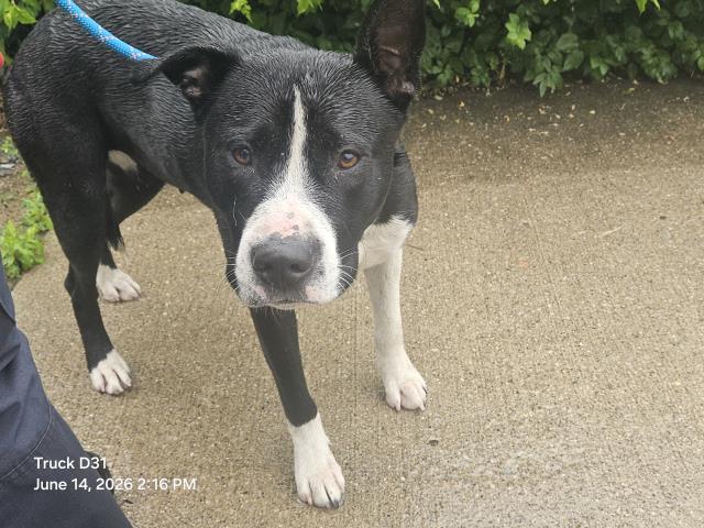 Shelter Stray Female Dog last seen Near BLOCK BRYDEN ST, DETROIT, MI 48210, 7401 Chrysler Dr, Detroit, MI 48211, USA