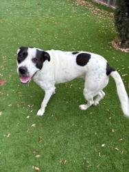 Shelter Stray Female Dog last seen FRATT RD & INTERCHANGE PKWY, 4710 TX-151, San Antonio, TX 78227, USA