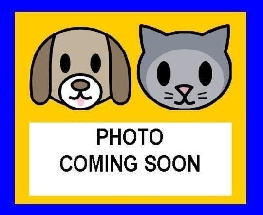 Shelter Stray Male Cat last seen ECHO PORT DR, 4710 TX-151, San Antonio, TX 78227, USA