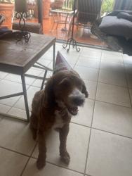 Reunited Male Dog last seen Near SW 60th St, Miami, FL 33173, USA, Miami, FL 33173