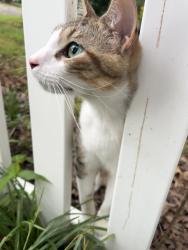 Found/Stray Female Cat last seen Scott Field, Little Rock, AR 72205