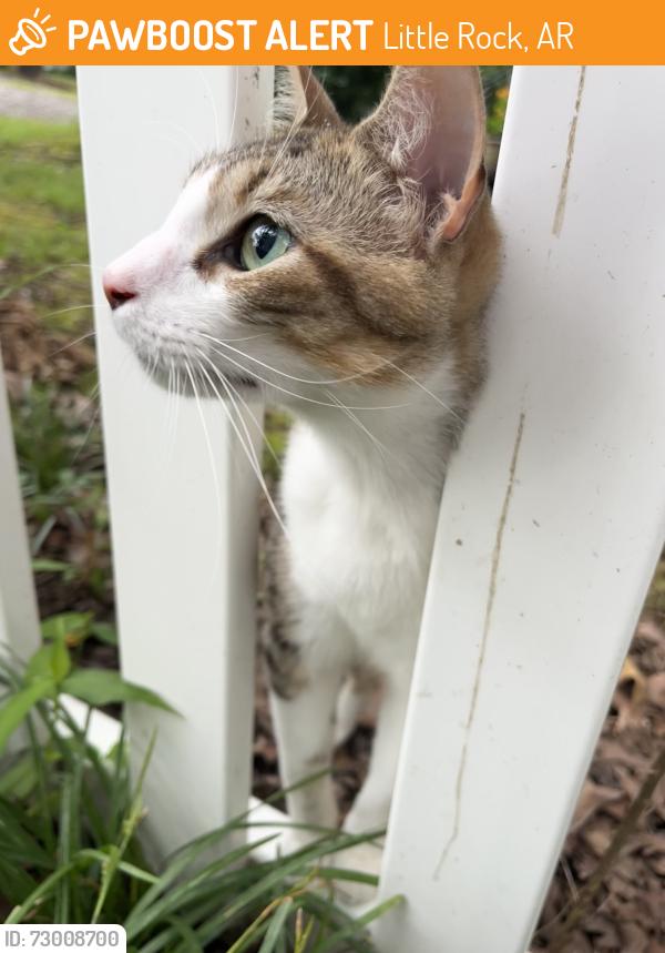 Found/Stray Female Cat last seen Scott Field, Little Rock, AR 72205