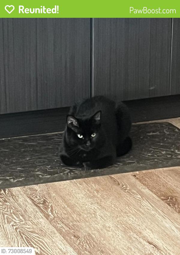 Reunited Female Cat last seen Grousemont ests, Redmond Washington , Redmond, WA 98052