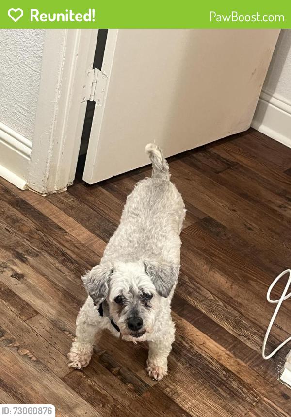 Reunited Male Dog last seen Plano road and Windsor drive, Garland, TX 75042