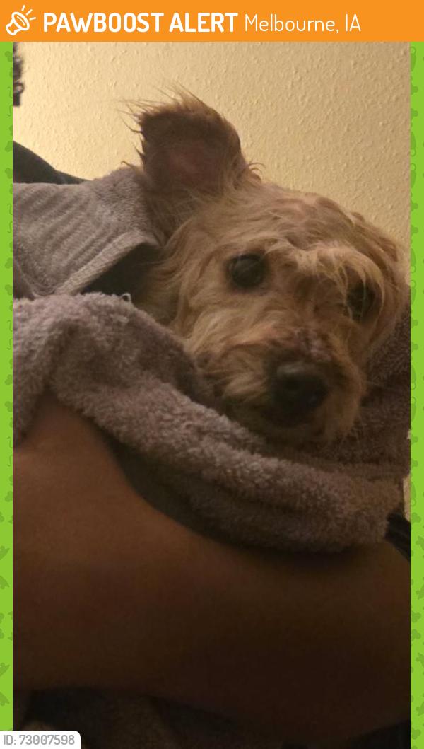 Found/Stray Female Dog last seen Centre and Iowa, Melbourne, IA 50162