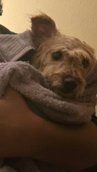 Found/Stray Female Dog last seen Centre and Iowa, Melbourne, IA 50162