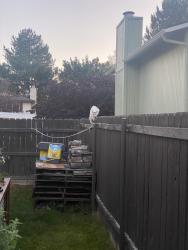 Found/Stray Female Cat last seen Near Powderhorn Street, Boise, ID 83713