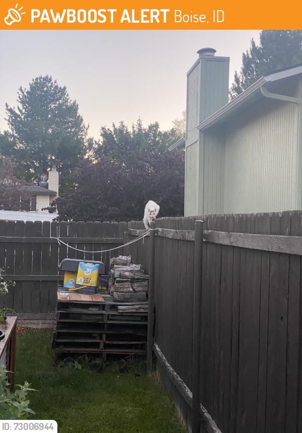 Found/Stray Female Cat last seen Near Powderhorn Street, Boise, ID 83713
