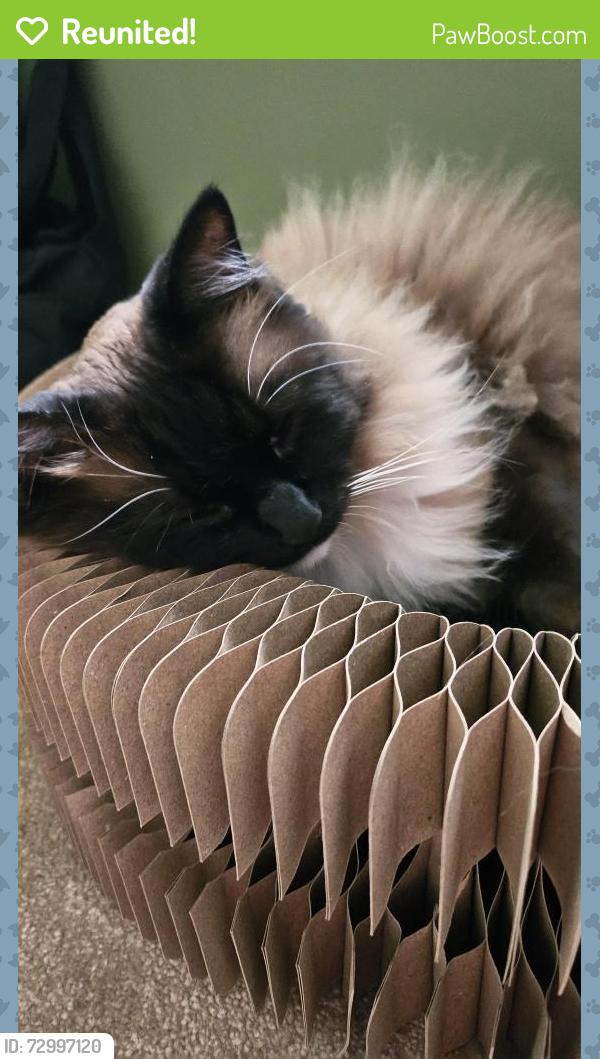 Reunited Male Cat last seen Shirley , Shirley, England B90 4FG