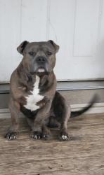 Lost Male Dog last seen Thomas lake rd, Huntsville, TX 77320