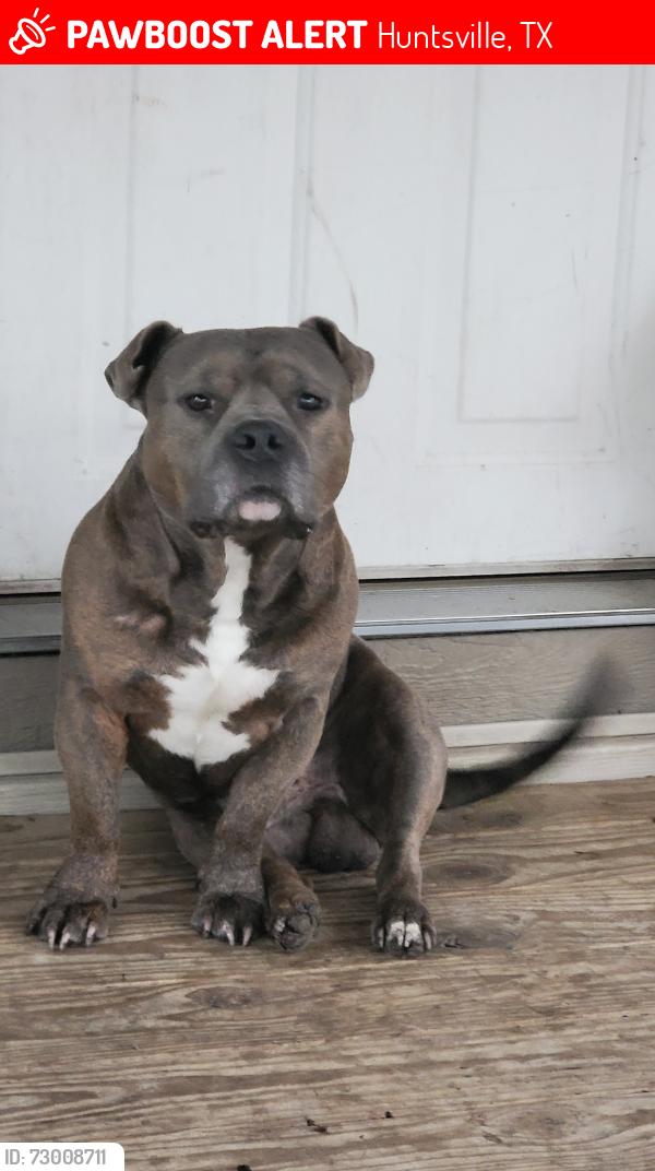 Lost Male Dog last seen Thomas lake rd, Huntsville, TX 77320