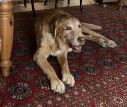 Lost Male Dog last seen The apmts on Caldecott Lane near the Caldecott Tunnel , Oakland, CA 94618