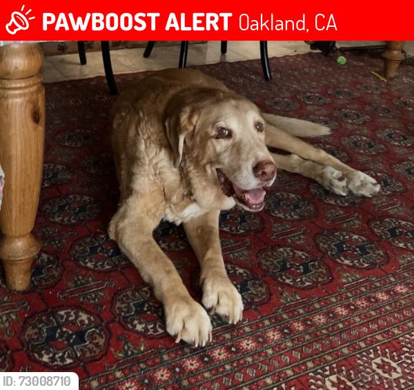 Lost Male Dog last seen The apmts on Caldecott Lane near the Caldecott Tunnel , Oakland, CA 94618