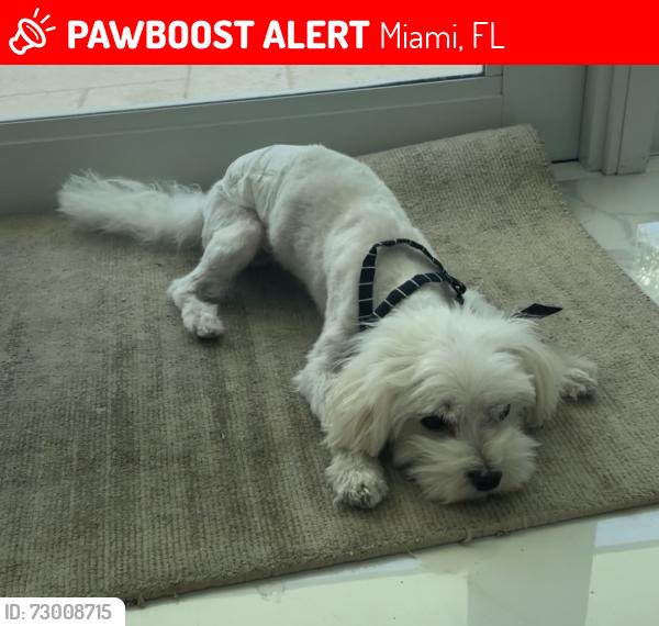 Lost Male Dog last seen It's missing a few teeth., Miami, FL 33175