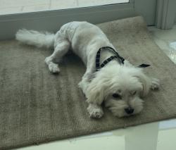Lost Male Dog last seen It's missing a few teeth., Miami, FL 33175