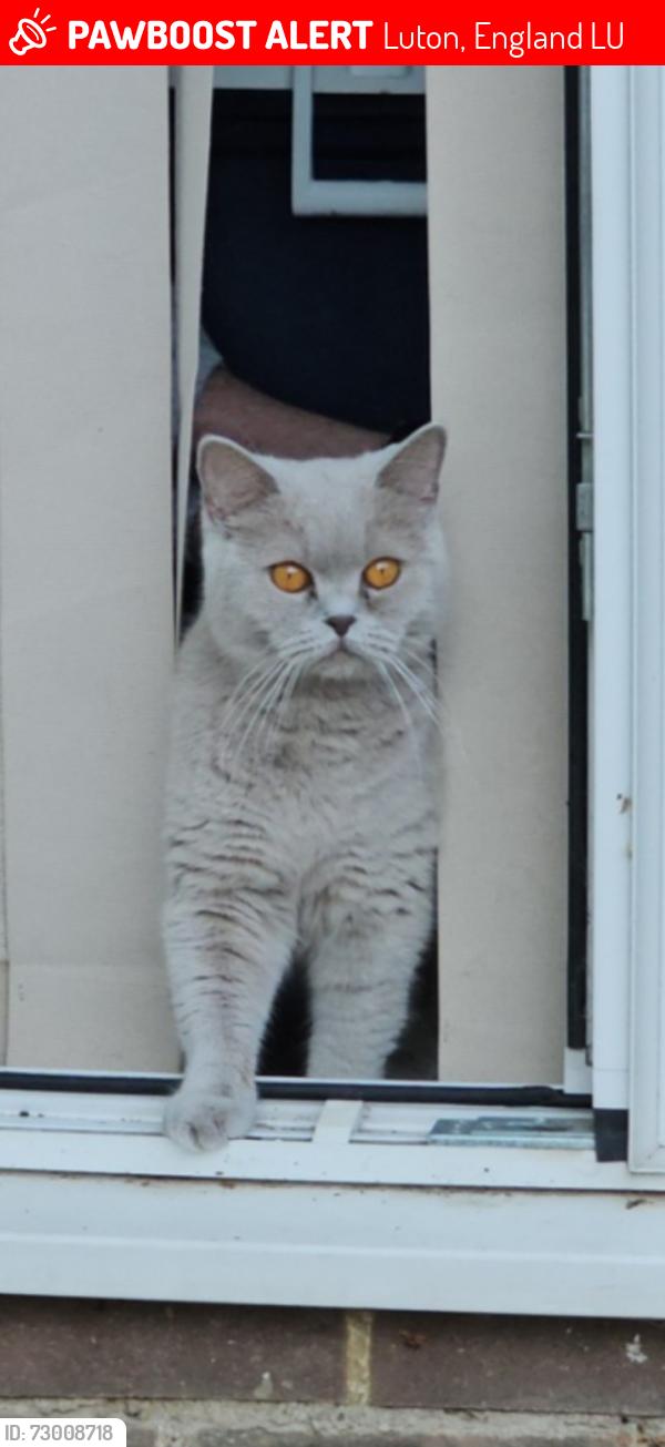 Lost Female Cat last seen Buzzard road Luton, Luton, England LU4