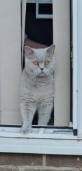 Lost Female Cat last seen Buzzard road Luton, Luton, England LU4