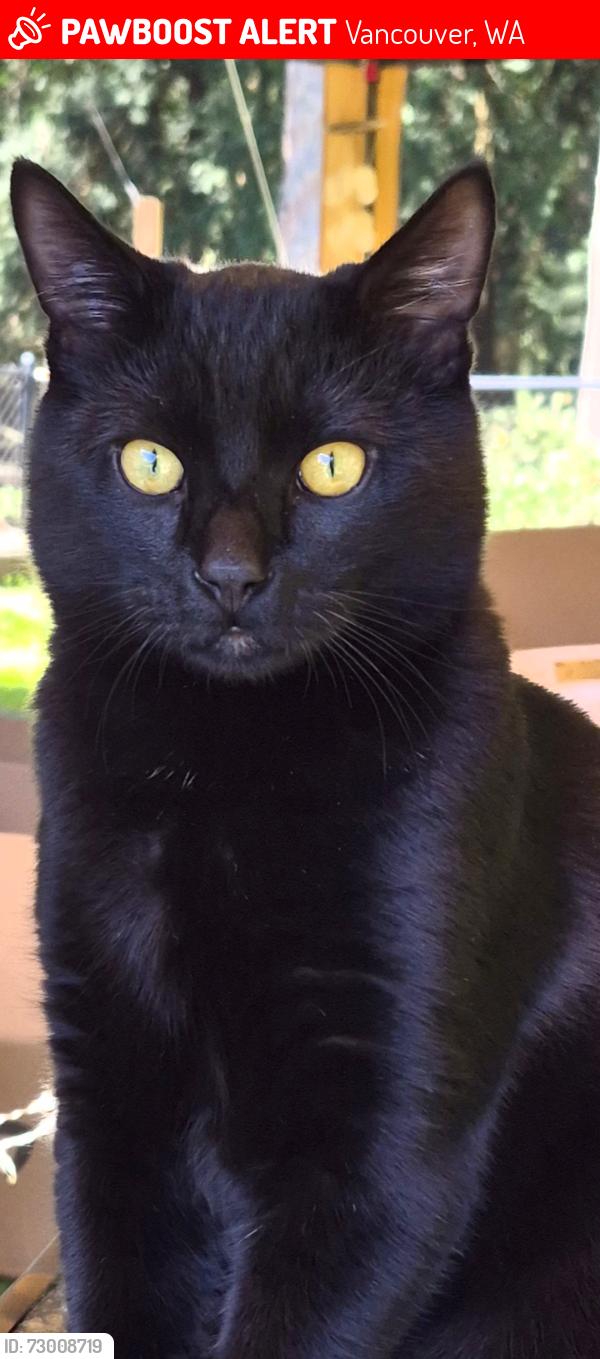 Lost Male Cat last seen Hazel Dell Park and NE 68th st, Vancouver, WA 98665