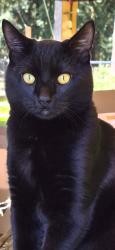 Lost Male Cat last seen Hazel Dell Park and NE 68th st, Vancouver, WA 98665