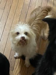 Lost Male Dog last seen Bay Springs Middle School , Villa Rica, GA 30180