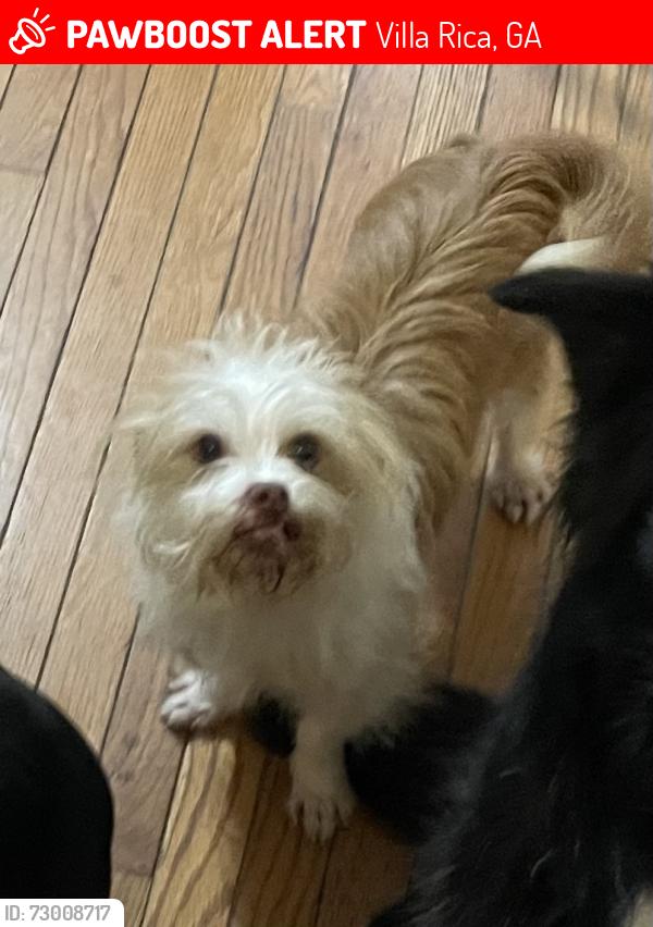 Lost Male Dog last seen Bay Springs Middle School , Villa Rica, GA 30180