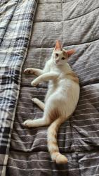 Lost Male Cat last seen Western ave. Over by the baseball fields, Bertram, TX 78605