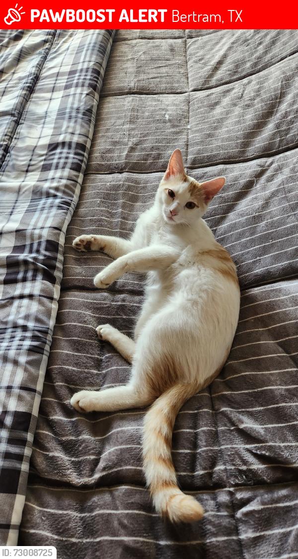Lost Male Cat last seen Western ave. Over by the baseball fields, Bertram, TX 78605