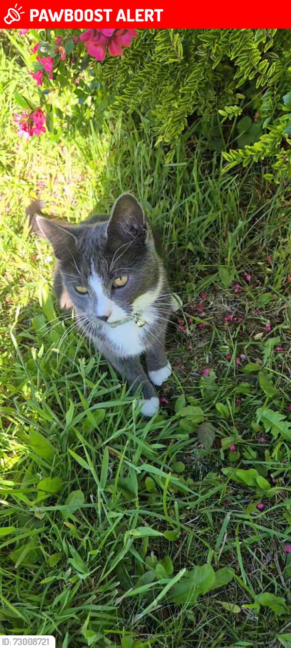 Lost Female Cat last seen Tesco Express, Highfield road, Hall Green, England B28 0JE
