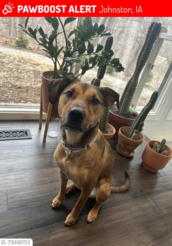 Lost Female Dog last seen around my hse, ran out around 10, Johnston, IA 50131