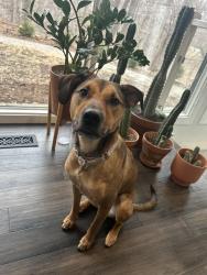 Lost Female Dog last seen around my hse, ran out around 10, Johnston, IA 50131