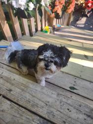 Found/Stray Male Dog last seen Bradshaw garden , Knoxville, TN 37912