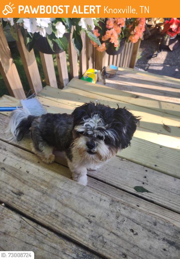 Found/Stray Male Dog last seen Bradshaw garden , Knoxville, TN 37912
