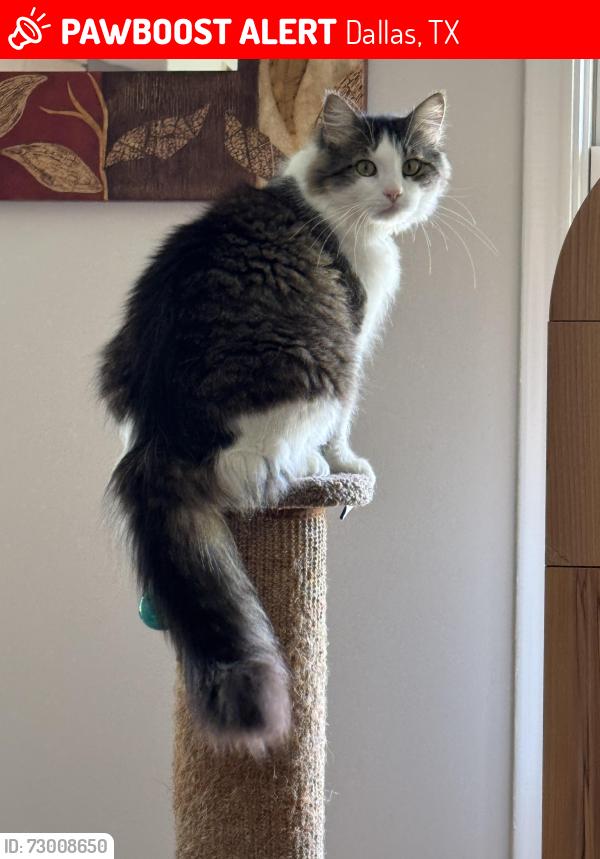 Lost Male Cat last seen Near Vinewood Drive, Dallas, TX 75228