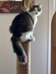 Lost Male Cat last seen Near Vinewood Drive, Dallas, TX 75228