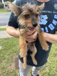 Found/Stray Male Dog last seen Breckingridge blvd & Excutive Drive in the Breckingridge section, Duluth, GA 30096