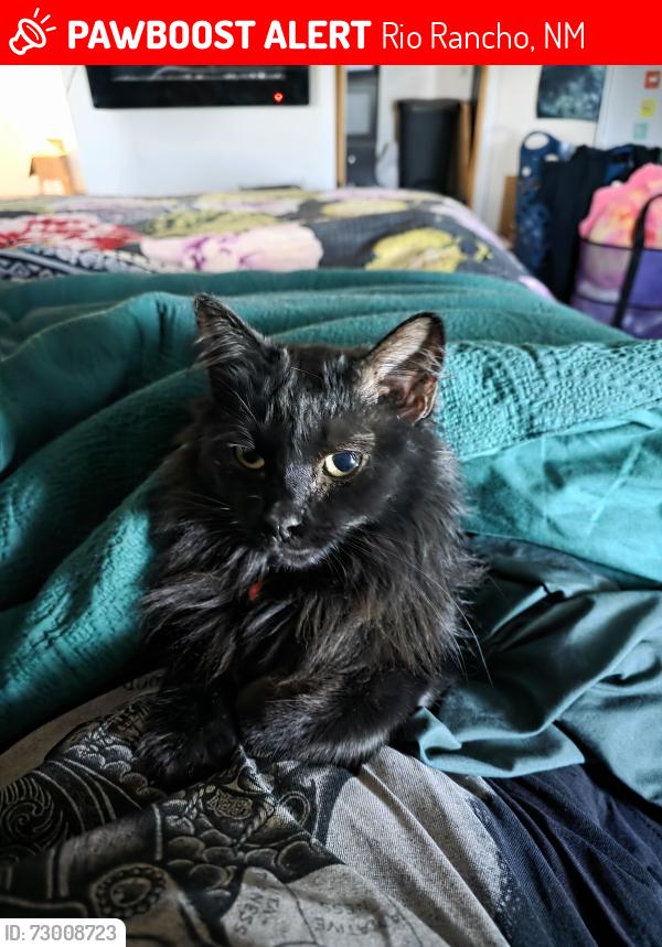 Lost Male Cat last seen Southern and Nicklaus, Rio Rancho, NM 87124