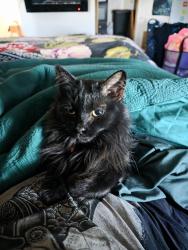 Lost Male Cat last seen Southern and Nicklaus, Rio Rancho, NM 87124