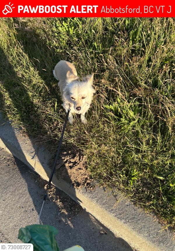 Lost Female Dog last seen Near Dehavilland Dr. Abbotsford BC, Abbotsford, BC V2T 5J1