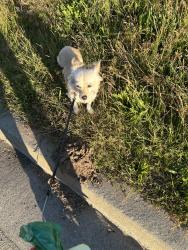 Lost Female Dog last seen Near Dehavilland Dr. Abbotsford BC, Abbotsford, BC V2T 5J1