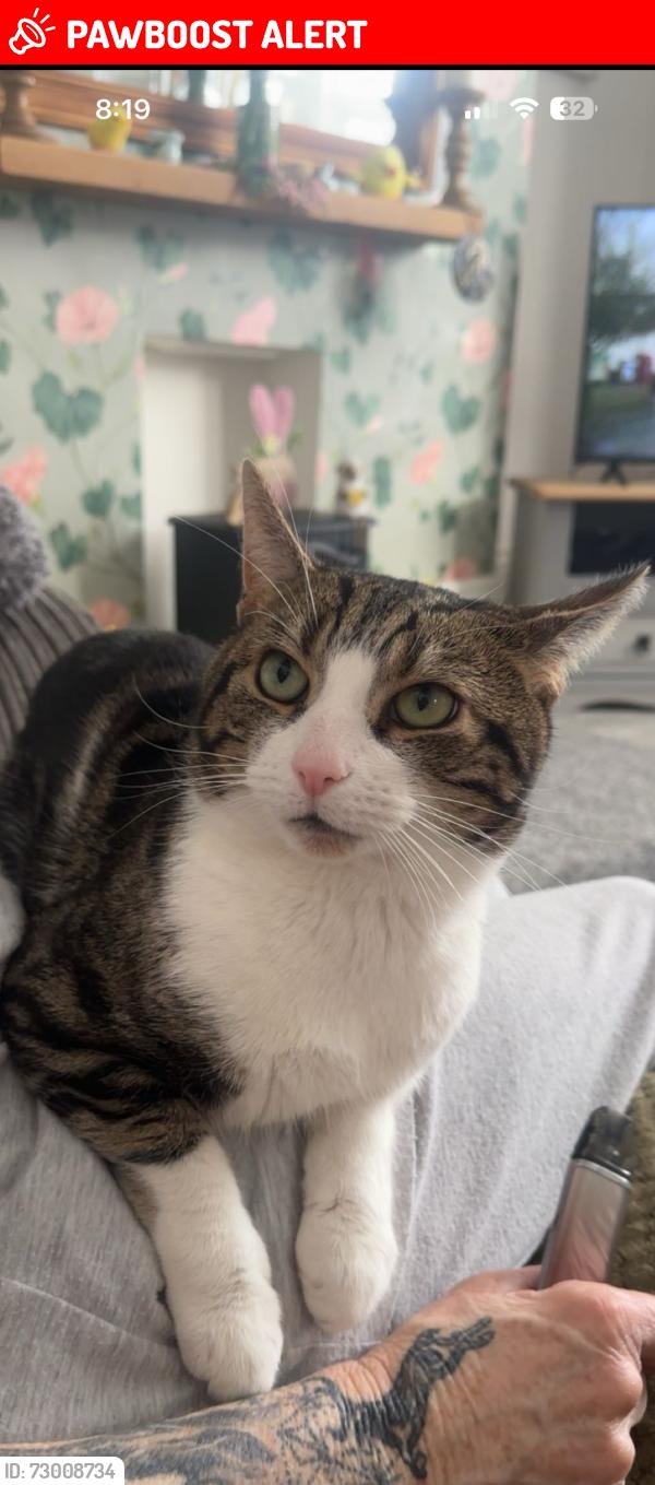 Lost Male Cat last seen Near Glenthorne Road escapes through back bedroom window so potentially went towards Glen thorp Road., Roker, England SR6 9TE