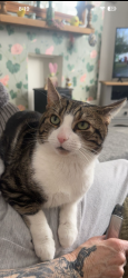 Lost Male Cat last seen Near Glenthorne Road escapes through back bedroom window so potentially went towards Glen thorp Road., Roker, England SR6 9TE