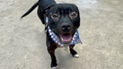 Shelter Stray Male Dog last seen Willowbrook Road, STATEN ISLAND, NY, 10302, 3139 Veterans Rd W, Staten Island, NY 10309, USA