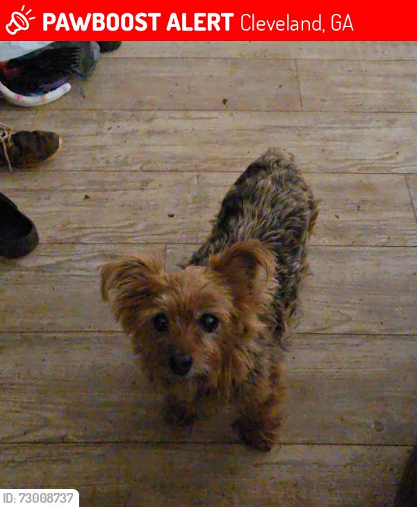 Lost Male Dog last seen Asbury mill rd, Cleveland, GA 30528