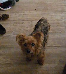 Lost Male Dog last seen Asbury mill rd, Cleveland, GA 30528